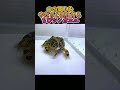 口の周りをやたらと気にするちびツノガエル frog eat eating