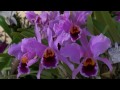 hkaos orchid show 37th 2012