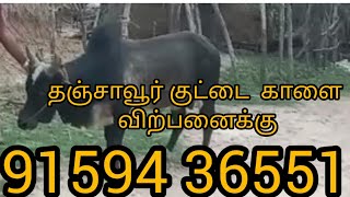 விற்பனைக்கு தஞ்சாவூர் குட்டை காளை | கொற்கை கிராமம் | திருவாரூர் மாவட்டமThanjavur short bull for sale