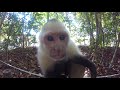 capuchin monkey tries to steal my gopro