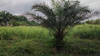 Mesen Rumput Lagi Di Tempat Pokok Kecil 1+1