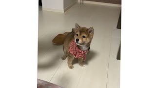 国宝級に可愛い柴犬の子犬　Shiba Inu #shorts