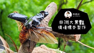 非洲大黑豔鍬形蟲情境標本製作