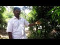 பங்கனபள்ளி மாங்காய் ஒரு பார்வை எங்கள் தோட்டதில் about bangana palli mango