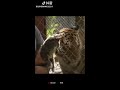 当猫看到老虎 when cat sees tiger