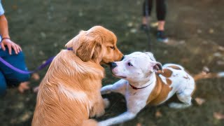 INTRODUCING FEARFUL PITBULL TO A PUPPY (BEST WAY!)