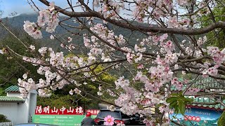 中山樓櫻花盛開～前山公園》中山樓》￼花卉試驗中心》豆留森林￼