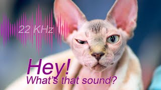 🙀🎶🙀Only Cats Can Hear This!