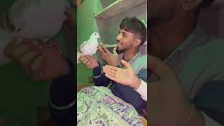 Kabuter ne bachaya sardi se😱🕊️🤪#pigeon #shortvideo #shortsfeed #yt #viralvideo #spkabutarclub