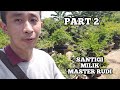 Bonsai Santigi On The Rock Milik Bang Rudi Trainer Pluit Update Terbaru Part 2