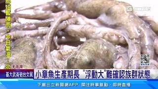 澎湖花火節「少一味」禁捕期後小章魚仍未現蹤｜94要賺錢