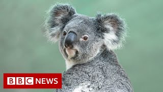 Australia's environment in 'shocking' decline, report finds - BBC News