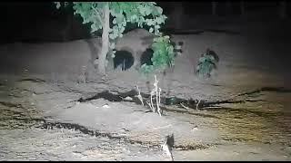 ratanmahal sloth bear