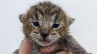 We Put Five Kittens On The Internet, What Happened Next? 2021-06-11