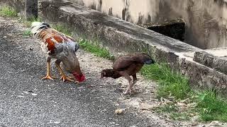 马来西亚的公鸡和母鸡 Malaysian rooster and hen