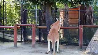 【東武動物公園】カンガルーさんが立つ