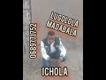 Lugolola mabala -Ichola-No:0689771752(official audio music)