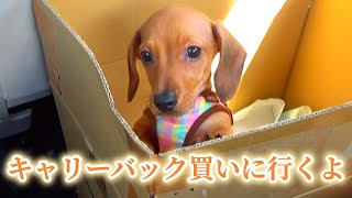 Buying a new dog travel carrier! ミニチュアダックスフンドスムースとShopping Day!