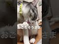 チョロのいつものご飯　 咀嚼音 cat 猫の日常 animal 保護猫 咀嚼音 子猫 shorts キャットフード そしゃくおん cat 子ネコ 猫のいる暮らし