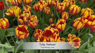 Tulip Helmar | Time4Tulips.com