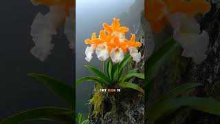 Behind the exoticism of the misty cliffs #orchids #flowers #facts #shortvideo #shorts #viralvideo