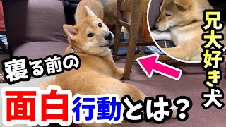 普段激しく喧嘩する柴犬兄弟の、意外過ぎる癒しの寝姿とは？