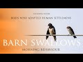 BARN SWALLOWS || BIRDS OF INDIA || MORNING ROUTINE