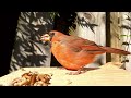 fledgling male cardinal changing to adult colors