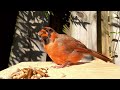 fledgling male cardinal changing to adult colors