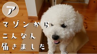 療養中のむさしへ待ちに待ったもの【暮らしのVlog】ビションむさし回復したので晩酌と庭採れズッキーニパスタ