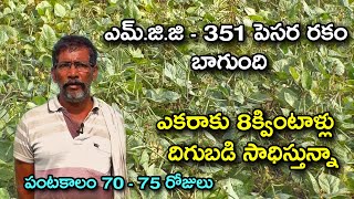 ఎమ్.జి.జి - 351 పెసర రకంతో అధిక దిగుబడి || High Yields Green gram Variety MGG 351|| Karshaka Mitra