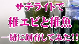 サテライトで稚エビと稚魚を一緒に飼育してみた!!