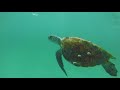 snorkeling at tangalooma island resort