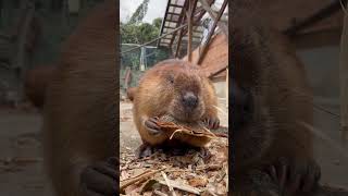 木の皮も食べるよ！#アメリカビーバー #ビーバー #beaver #トリアスふれあい動物園 #cuteanimals #cute #animals