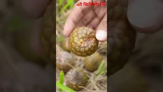 এই জিনিসটা #reels #video #fishing