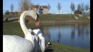 Holland: feeding (hissing) Mute Swans in Lelystad