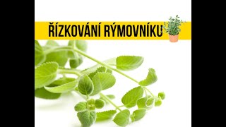 Jak řízkovat Rýmovník - Rady a tipy