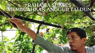 Tips Sukses Percabangan Anggur Taldun Berbuah Lebat