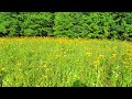 rough coneflower rudbeckia grandiflora var. alismifolia