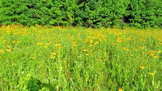 Rough coneflower - Rudbeckia grandiflora var. alismifolia