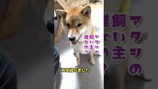 【柴犬】柴犬に飼い主は誰か聞いてみたら…　アフレコ　#shorts