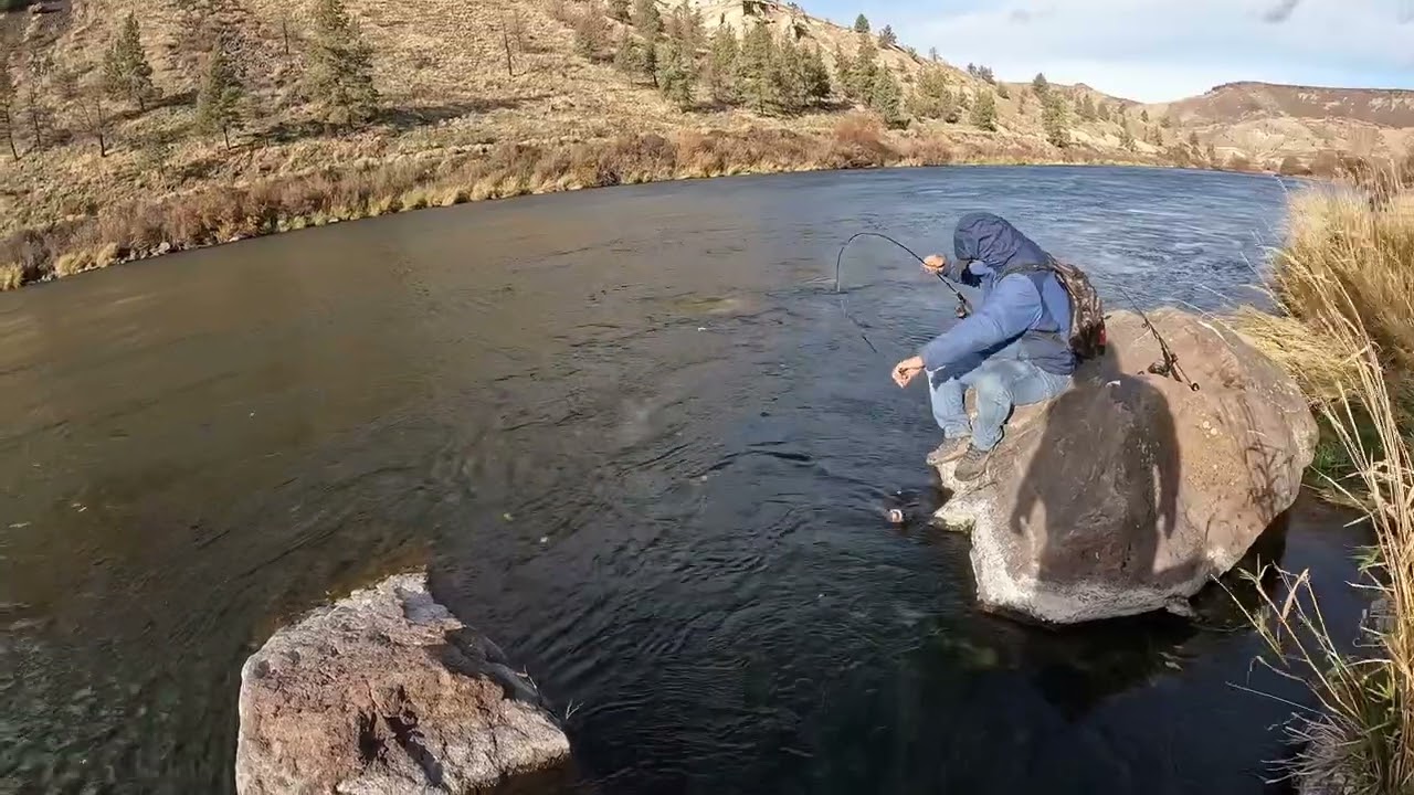 Trout Or Steelhead On The Deschutes River - YouTube