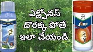 Exponus దొరకటం లేదా అయితే  సోలోమాన్+జెంప్ కలిపి  వాడండి solomon+jump