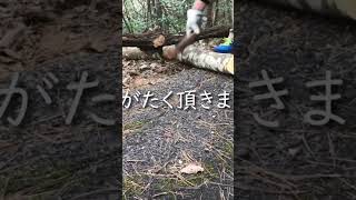 天然の着火剤ファットウッドを求めて