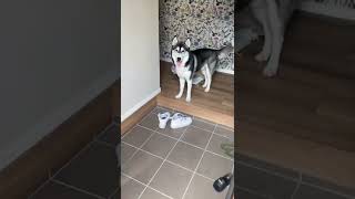 お出迎え。#shorts #シベリアンハスキー #siberianhusky #犬