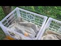 diy nesting box dekalb brown chicken free range farming