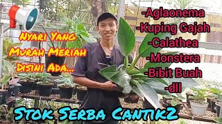 NYARI YANG MURAH MERIAH DISINI ADA‼️STOK MELIMPAH DAN CANTIK2