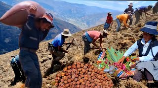 Siembra de PAPA🥔en la COMUNIDAD CAMPESINA de ATOCC #tayacaja #huancavelica