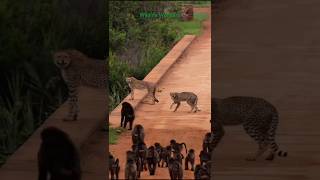 Baboon Troop Attacks Leopard | Unexpected Jungle Showdown