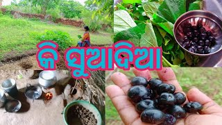 ଆସନ୍ତୁ କିଏ ଖାଇବେ ବାଡି ର କୋଳି